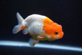 Juvenile Lionchu  Red White 3.5 Inch (ID#920R11b-57) Free2Day SHIPPING