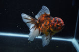 Thai Oranda  Calico 4 Inch (ID#1206To5b-97) Free2Day SHIPPING