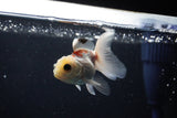 Baby Thai Oranda  Tricolor 3 Inch (ID#1108ToPTA-32) Free2Day SHIPPING