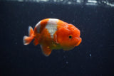 Juvenile Lionchu  Red White 3.5 Inch (ID#224R11a-17) Free2Day SHIPPING