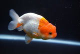 Juvenile Lionchu  Red White 3.5 Inch (ID#920R11b-57) Free2Day SHIPPING