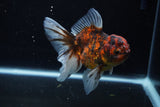 Thai Oranda  Calico 4 Inch (ID#1206To5b-97) Free2Day SHIPPING