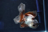 Juvenile Thai Oranda  Panda 4 Inch (ID#1018To13b-87) Free2Day SHIPPING