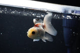 Baby Thai Oranda  Tricolor 3 Inch (ID#1108ToPTA-32) Free2Day SHIPPING