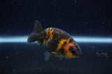 Baby Ranchu  Calico 2.5 Inch (ID#1220R9c-33) Free2Day SHIPPING