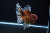 Thai Oranda  Calico 4 Inch (ID#1206To5b-97) Free2Day SHIPPING