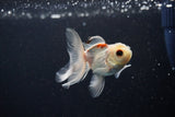 Baby Thai Oranda  Tricolor 3 Inch (ID#1108ToPTA-32) Free2Day SHIPPING