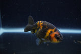 Baby Ranchu  Calico 2.5 Inch (ID#1220R9c-33) Free2Day SHIPPING