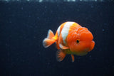 Juvenile Lionchu  Red White 3.5 Inch (ID#224R11a-17) Free2Day SHIPPING