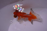 Butterfly  Red White 3.5 Inch (ID#411B8b-41) Free2Day SHIPPING