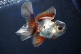 Juvenile Thai Oranda  Panda 4 Inch (ID#1018To13b-87) Free2Day SHIPPING