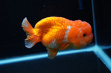 Lionchu  Red White 4.5 Inch (ID#307R12b-91) Free2Day SHIPPING