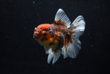 Thai Oranda  Calico 4 Inch (ID#1206To5b-97) Free2Day SHIPPING