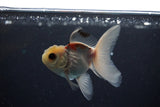 Baby Thai Oranda  Tricolor 3 Inch (ID#1108ToPTA-32) Free2Day SHIPPING