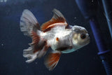 Juvenile Thai Oranda  Panda 4 Inch (ID#1018To13b-87) Free2Day SHIPPING