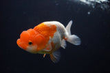 Juvenile Lionchu  Red White 3.5 Inch (ID#920R11b-57) Free2Day SHIPPING