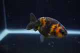 Baby Ranchu  Calico 2.5 Inch (ID#1220R9c-33) Free2Day SHIPPING