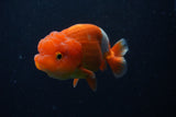 Juvenile Lionchu  Red White 3.5 Inch (ID#224R11a-17) Free2Day SHIPPING