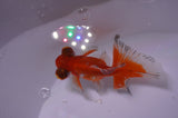 Butterfly  Red White 3.5 Inch (ID#411B8b-41) Free2Day SHIPPING