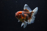 Thai Oranda  Calico 4 Inch (ID#1206To5b-97) Free2Day SHIPPING