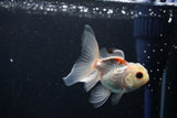 Baby Thai Oranda  Tricolor 3 Inch (ID#1108ToPTA-32) Free2Day SHIPPING