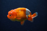 Juvenile Lionchu  Red White 3.5 Inch (ID#224R11a-17) Free2Day SHIPPING