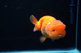 Lionchu  Red White 4.5 Inch (ID#307R12b-91) Free2Day SHIPPING