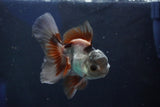 Juvenile Thai Oranda  Panda 4 Inch (ID#1018To13b-87) Free2Day SHIPPING