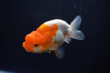 Juvenile Lionchu  Red White 3.5 Inch (ID#920R11b-57) Free2Day SHIPPING