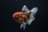 Thai Oranda  Calico 4 Inch (ID#1206To5b-97) Free2Day SHIPPING