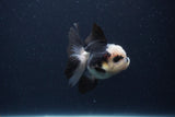 Juvenile Thai Oranda  Panda 3.5 Inch (ID#1231To13b-73) Free2Day SHIPPING