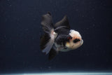 Juvenile Thai Oranda  Panda 3.5 Inch (ID#1231To13b-73) Free2Day SHIPPING