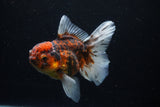 Thai Oranda  Calico 4 Inch (ID#1206To5b-97) Free2Day SHIPPING