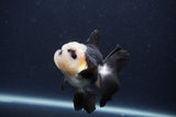 Juvenile Thai Oranda  Panda 3.5 Inch (ID#1231To13b-73) Free2Day SHIPPING