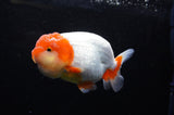 Lionchu  Red White 4 Inch (ID#311R12b-84) Free2Day SHIPPING