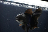 Juvenile Thai Oranda  Panda 4 Inch (ID#1018To13b-88) Free2Day SHIPPING