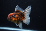 Thai Oranda  Calico 4 Inch (ID#1206To5b-97) Free2Day SHIPPING