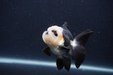 Juvenile Thai Oranda  Panda 3.5 Inch (ID#1231To13b-73) Free2Day SHIPPING