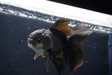 Juvenile Thai Oranda  Panda 4 Inch (ID#1018To13b-88) Free2Day SHIPPING