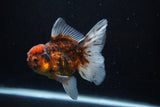 Thai Oranda  Calico 4 Inch (ID#1206To5b-97) Free2Day SHIPPING