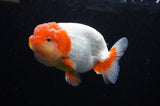Lionchu  Red White 4 Inch (ID#311R12b-84) Free2Day SHIPPING