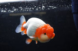 Lionchu  Red White 4 Inch (ID#311R12b-84) Free2Day SHIPPING