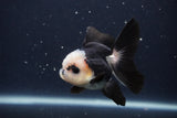 Juvenile Thai Oranda  Panda 3.5 Inch (ID#1231To13b-73) Free2Day SHIPPING