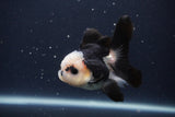 Juvenile Thai Oranda  Panda 3.5 Inch (ID#1231To13b-73) Free2Day SHIPPING