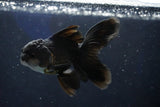 Juvenile Thai Oranda  Panda 4 Inch (ID#1018To13b-88) Free2Day SHIPPING