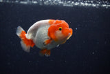 Juvenile Lionchu  Red White 3.5 Inch (ID#224R11b-18) Free2Day SHIPPING