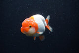 Juvenile Lionchu  Red White 3.5 Inch (ID#224R11b-18) Free2Day SHIPPING