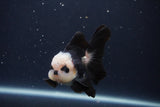 Juvenile Thai Oranda  Panda 3.5 Inch (ID#1231To13b-73) Free2Day SHIPPING