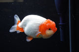 Lionchu  Red White 4 Inch (ID#311R12b-84) Free2Day SHIPPING