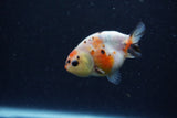 Baby Ranchu  Calico 2.5 Inch (ID#1220R9c-34) Free2Day SHIPPING